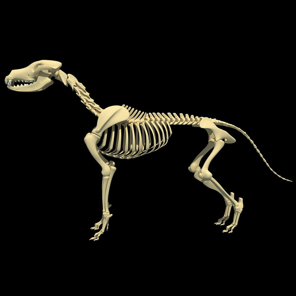 Dog Skeleton 3D Model – 3D Horse