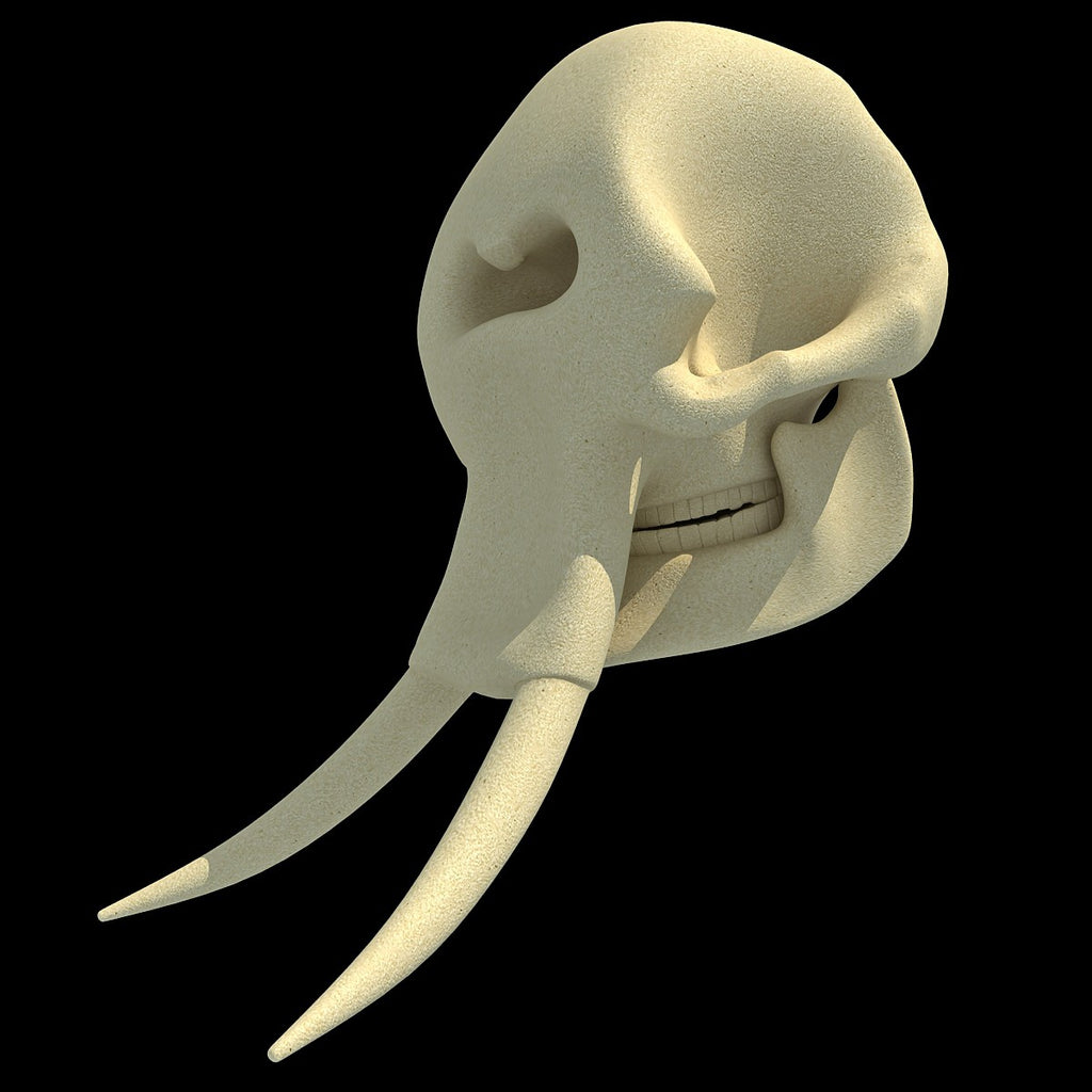 Elephant Skull Model