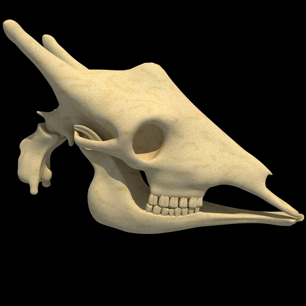 Giraffe Skull