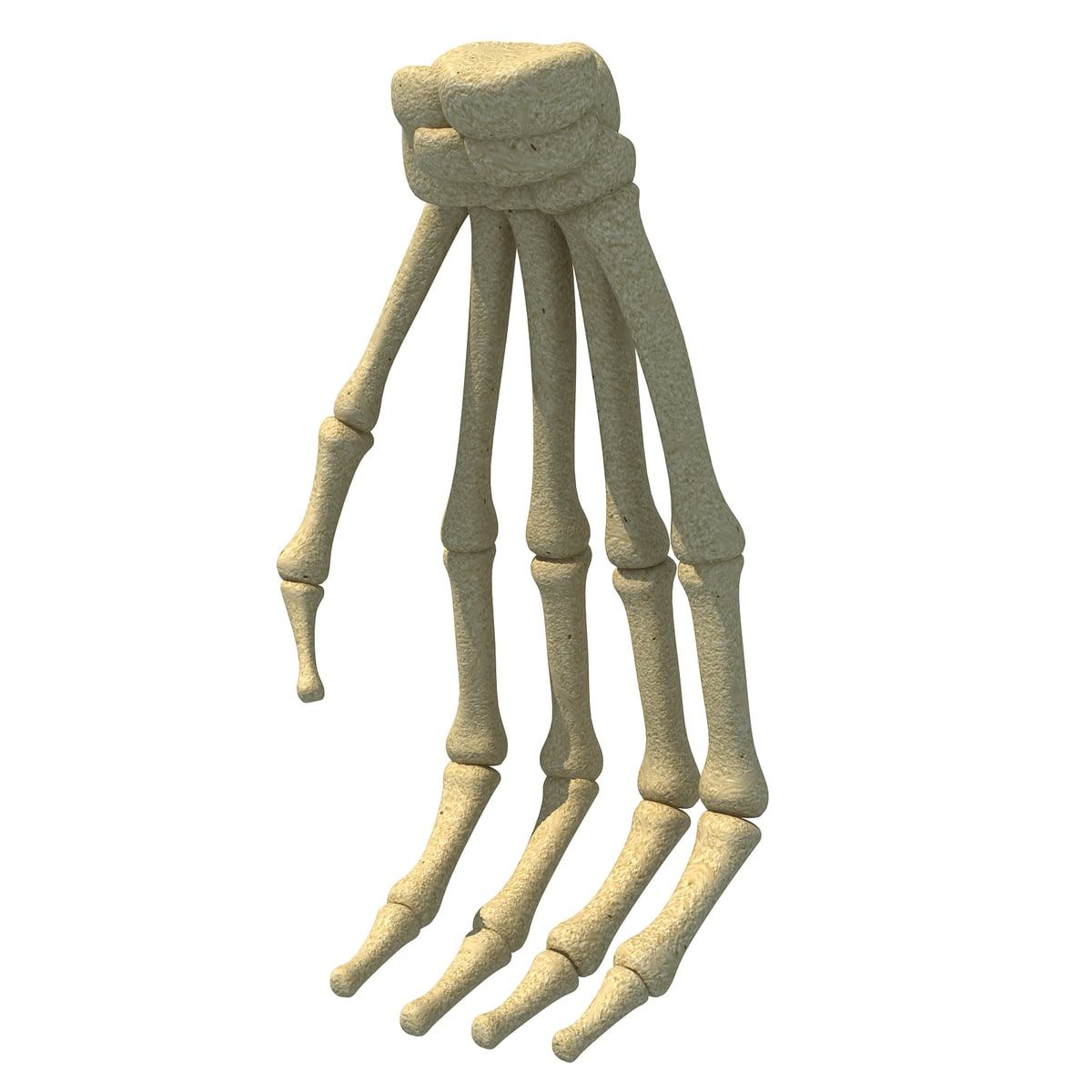 Gorilla Hand Bones