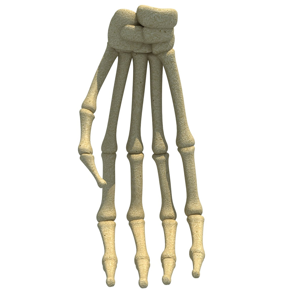 Gorilla Hand Bones