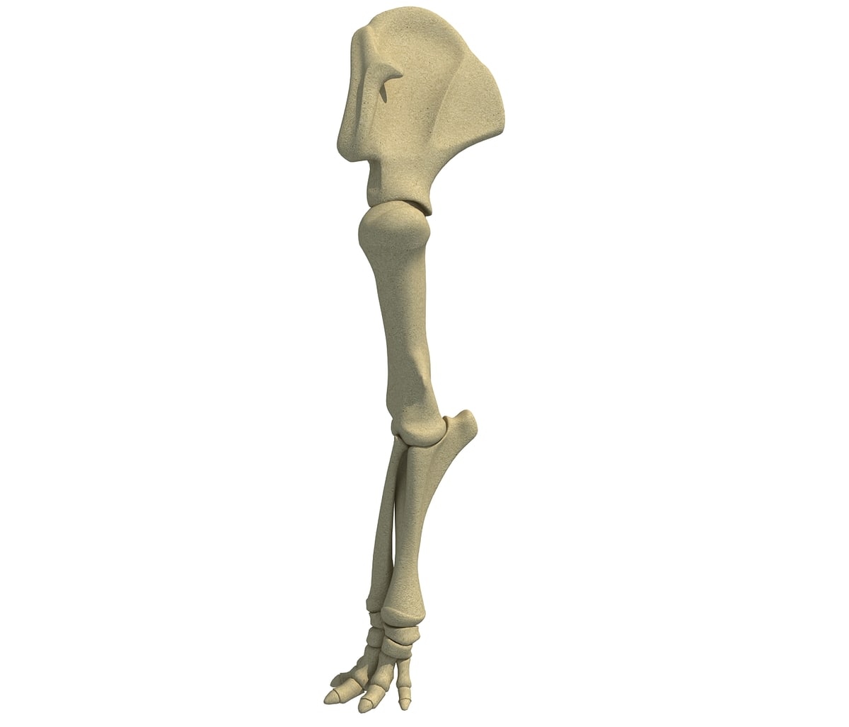 Elephant Leg Skeleton