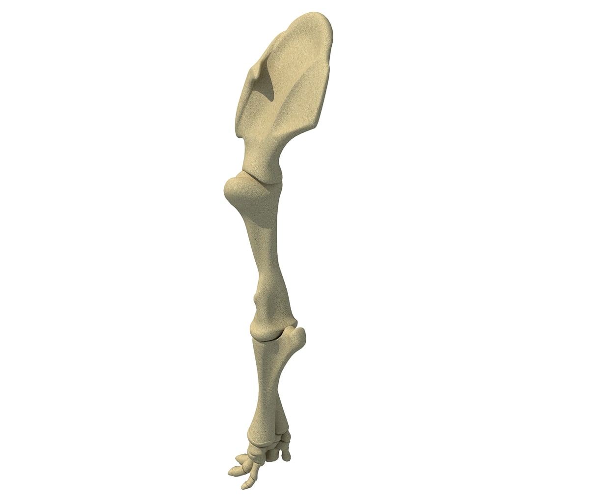 Elephant Leg Skeleton