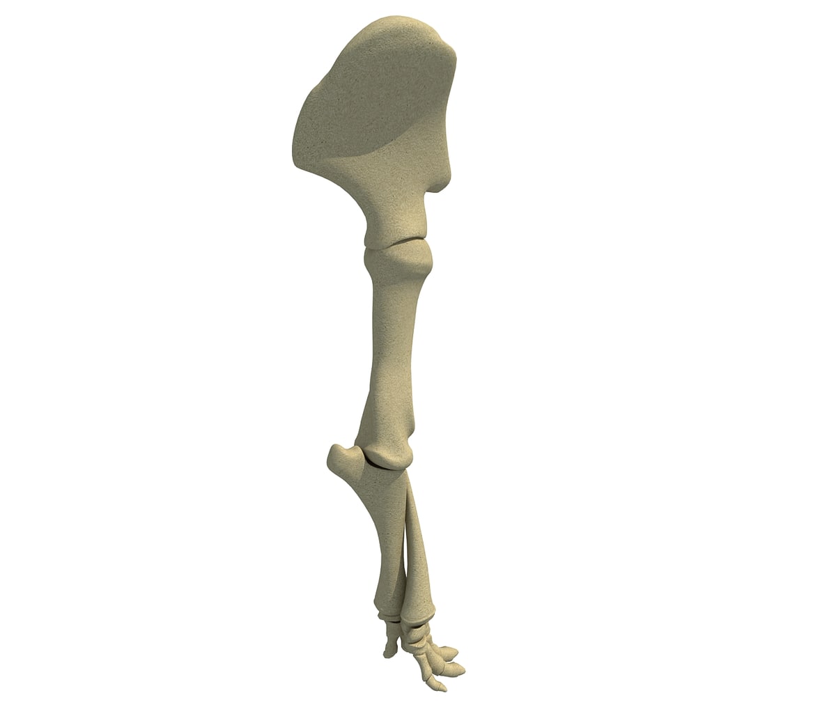 Elephant Leg Skeleton