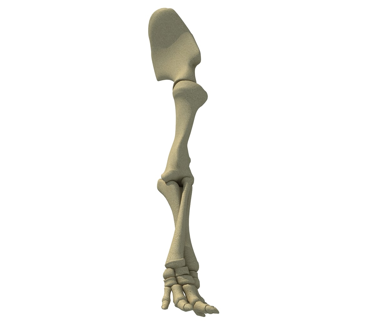 Elephant Leg Skeleton