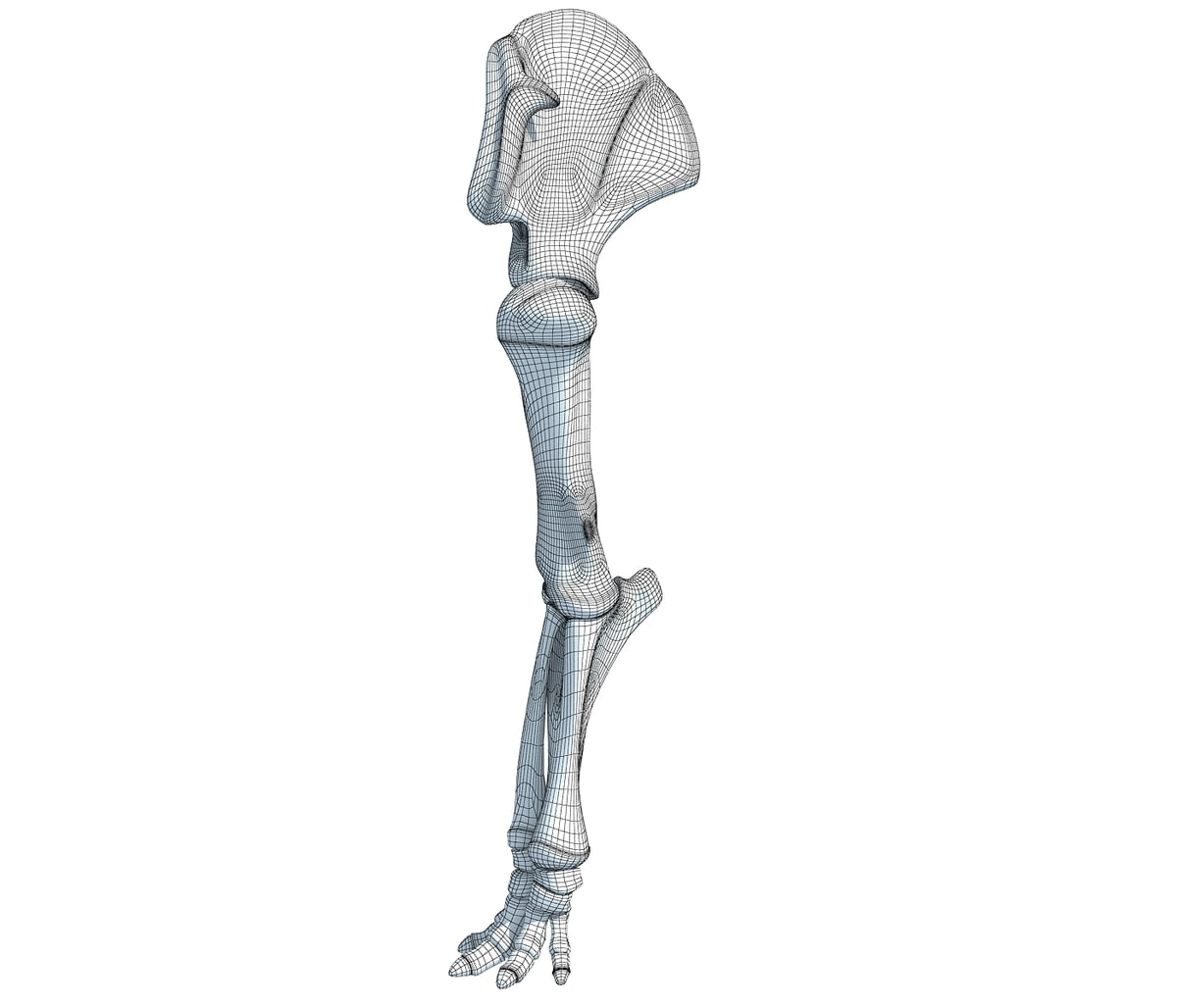 Elephant Leg Skeleton