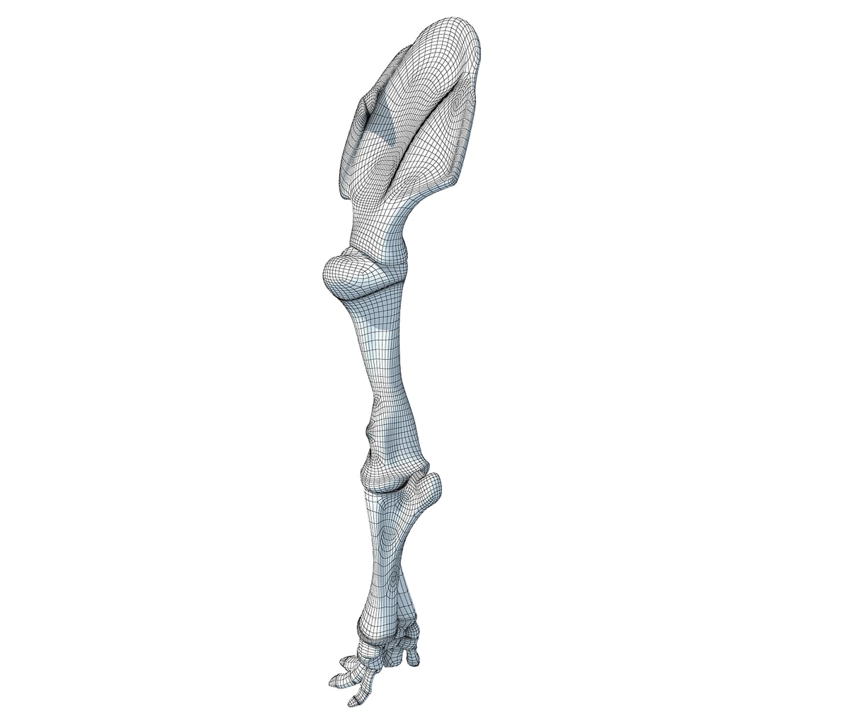 Elephant Leg Skeleton