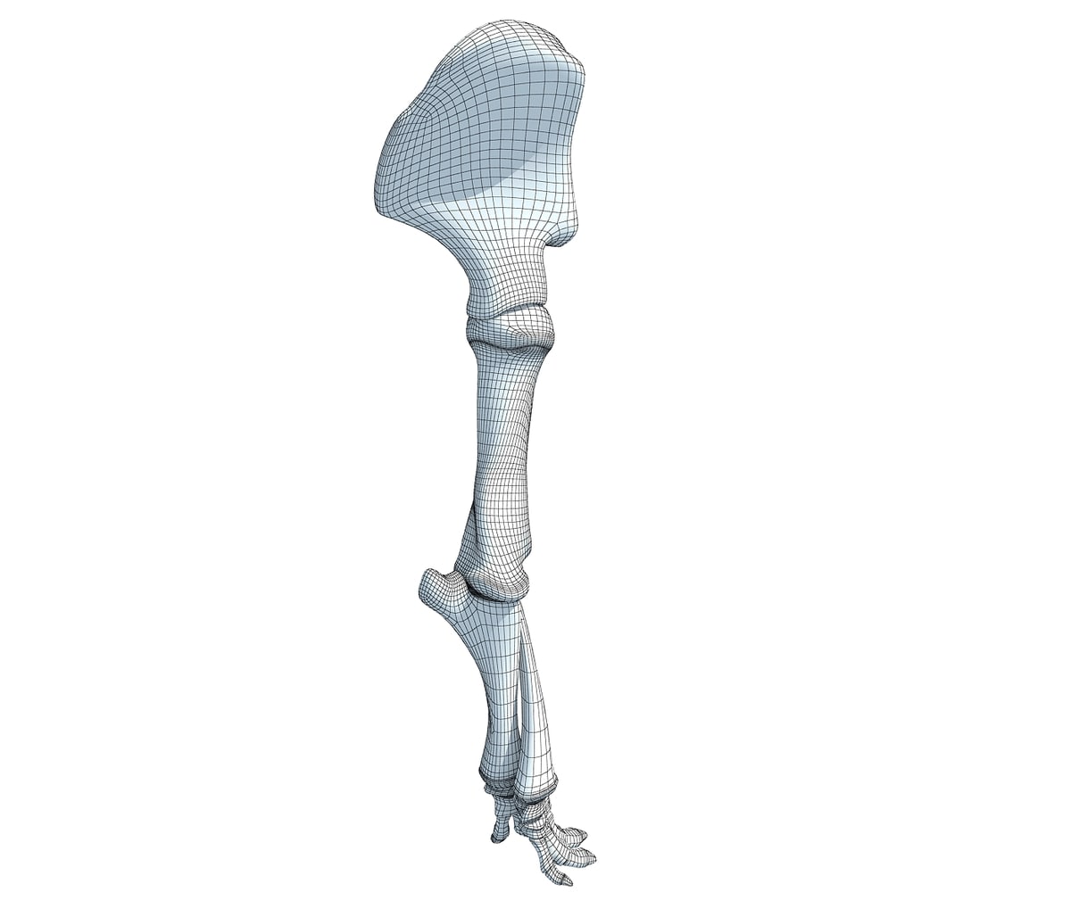 Elephant Leg Skeleton