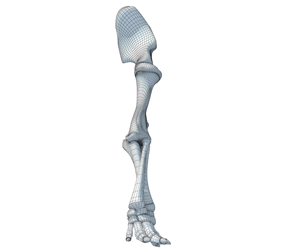 Elephant Leg Skeleton