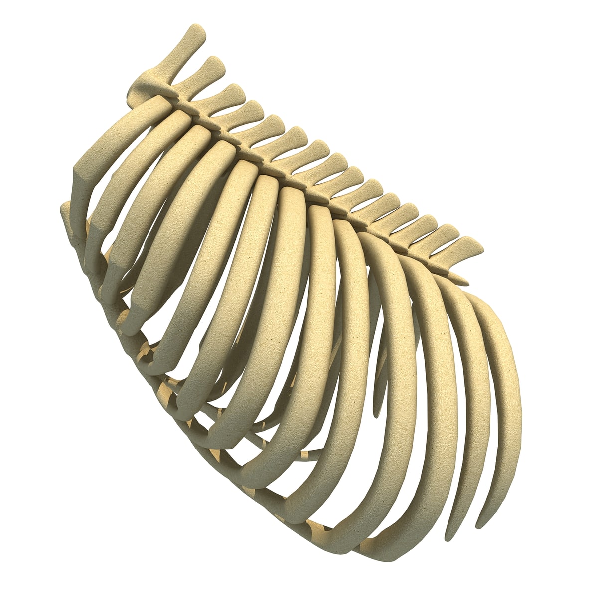 Gorilla Rib Cage