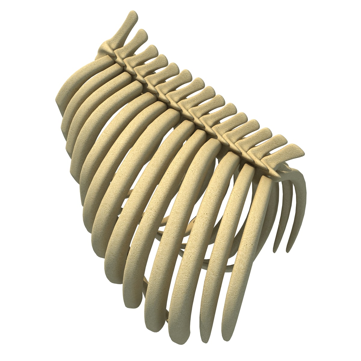 Gorilla Ribs Gorilla Rib Cage – 3D Horse