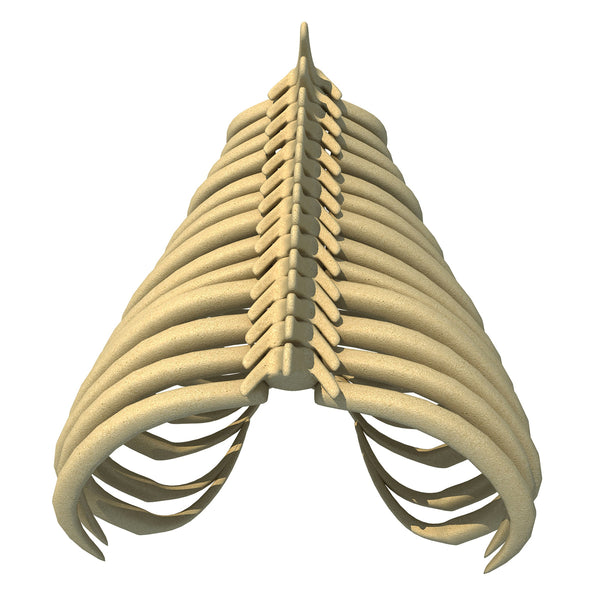 Gorilla Rib Cage – 3D Horse