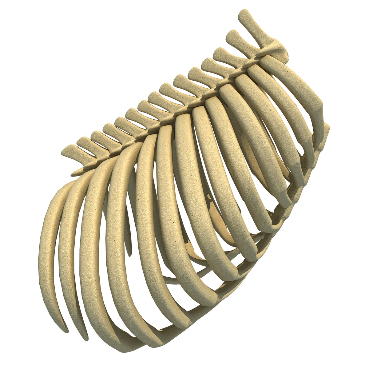Gorilla Ribs Gorilla Rib Cage – 3D Horse