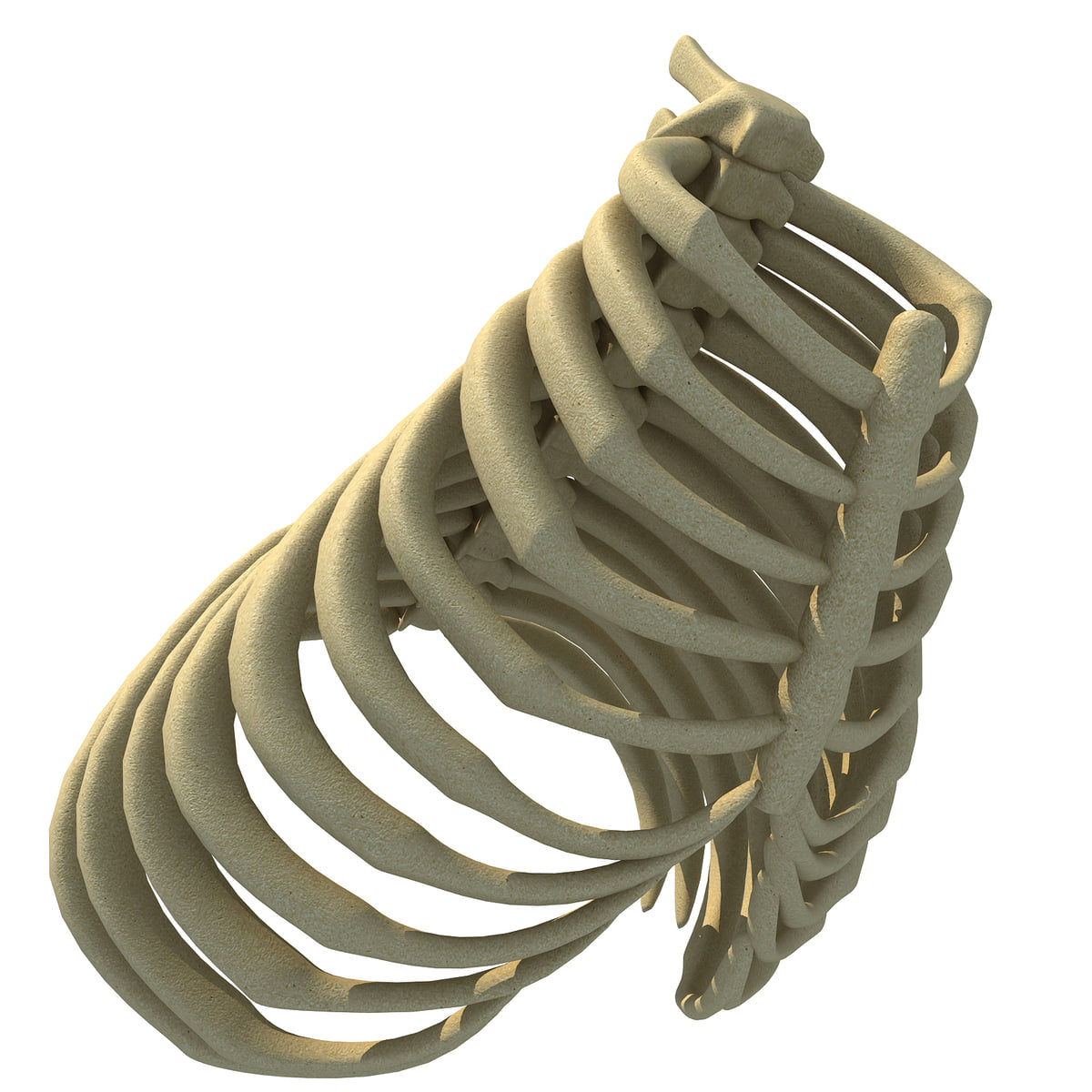 Gorilla Ribs Gorilla Rib Cage – 3D Horse