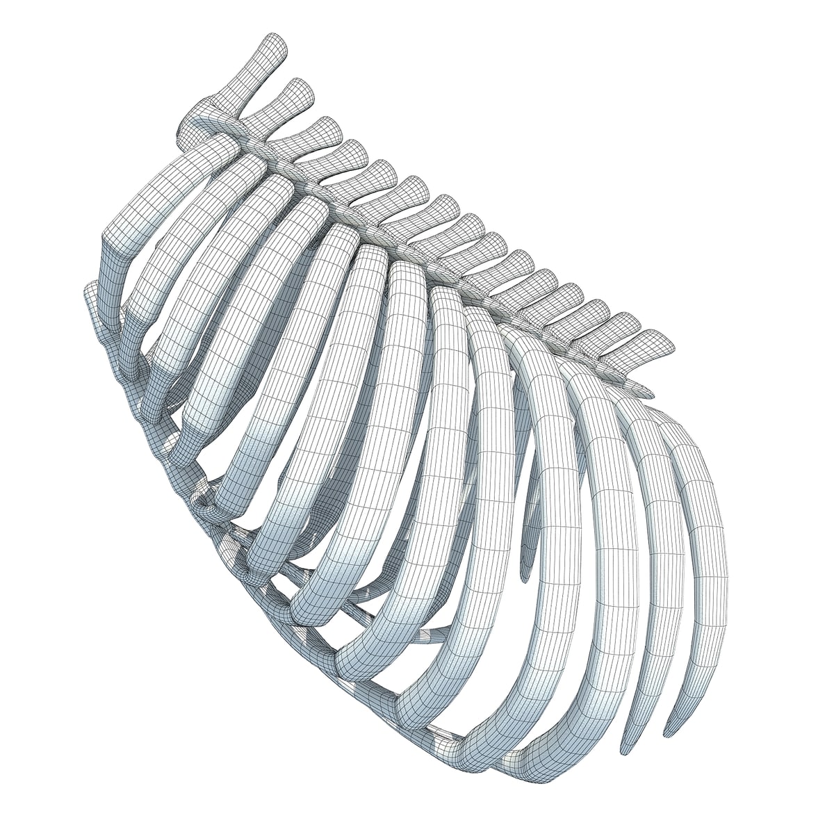 Gorilla Ribs Gorilla Rib Cage – 3D Horse