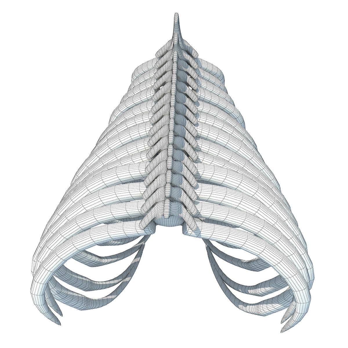 Gorilla Rib Cage – 3D Horse
