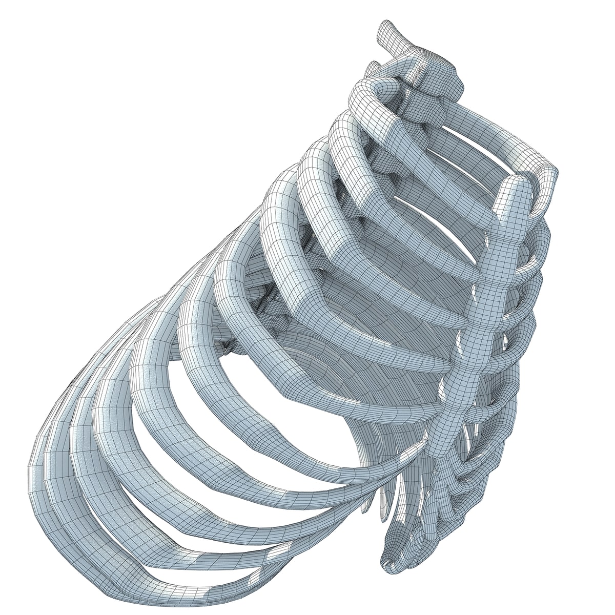 Gorilla Rib Cage – 3D Horse