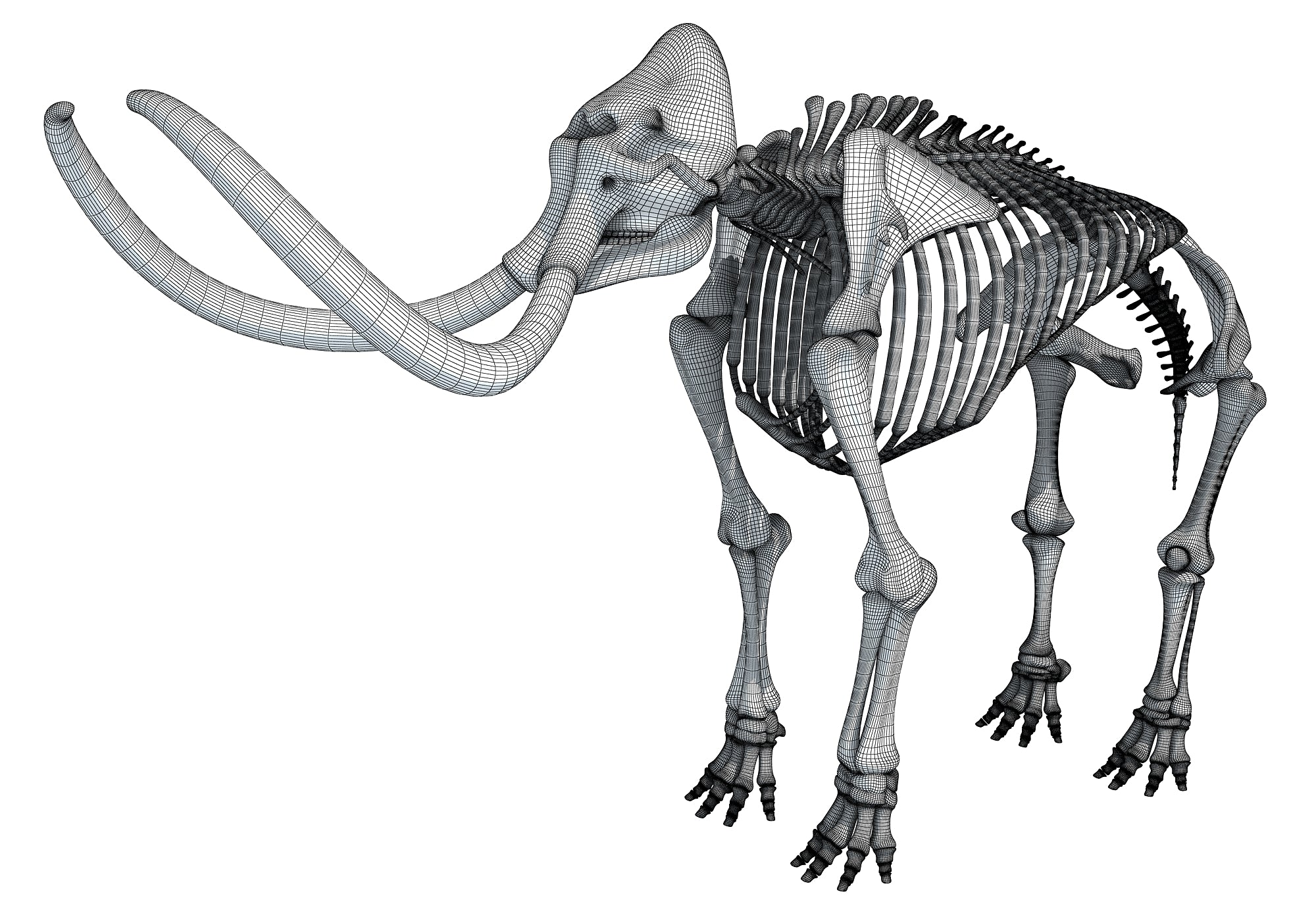 Mammoth Skeleton 3D Model