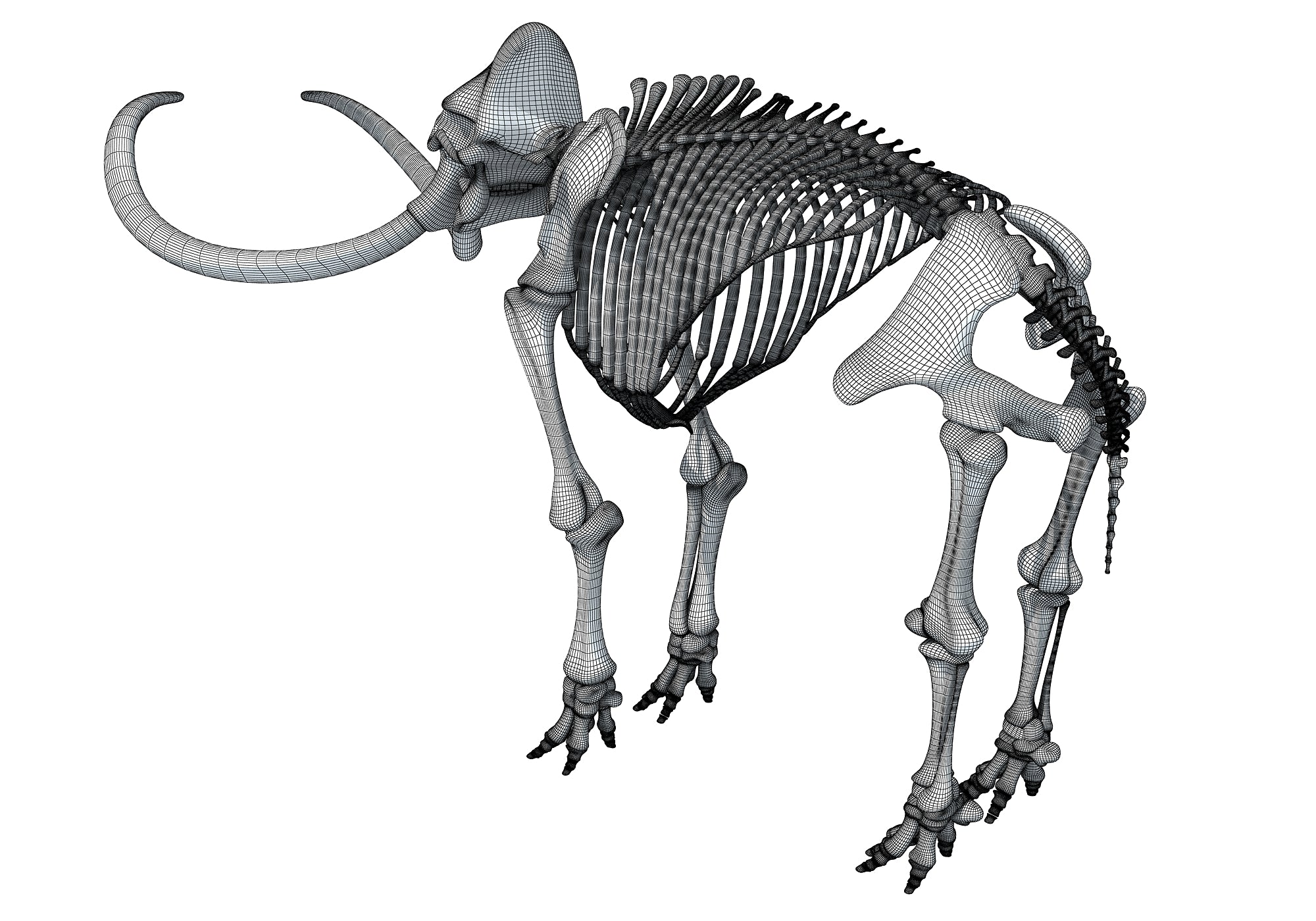 Mammoth Skeleton 3D Model