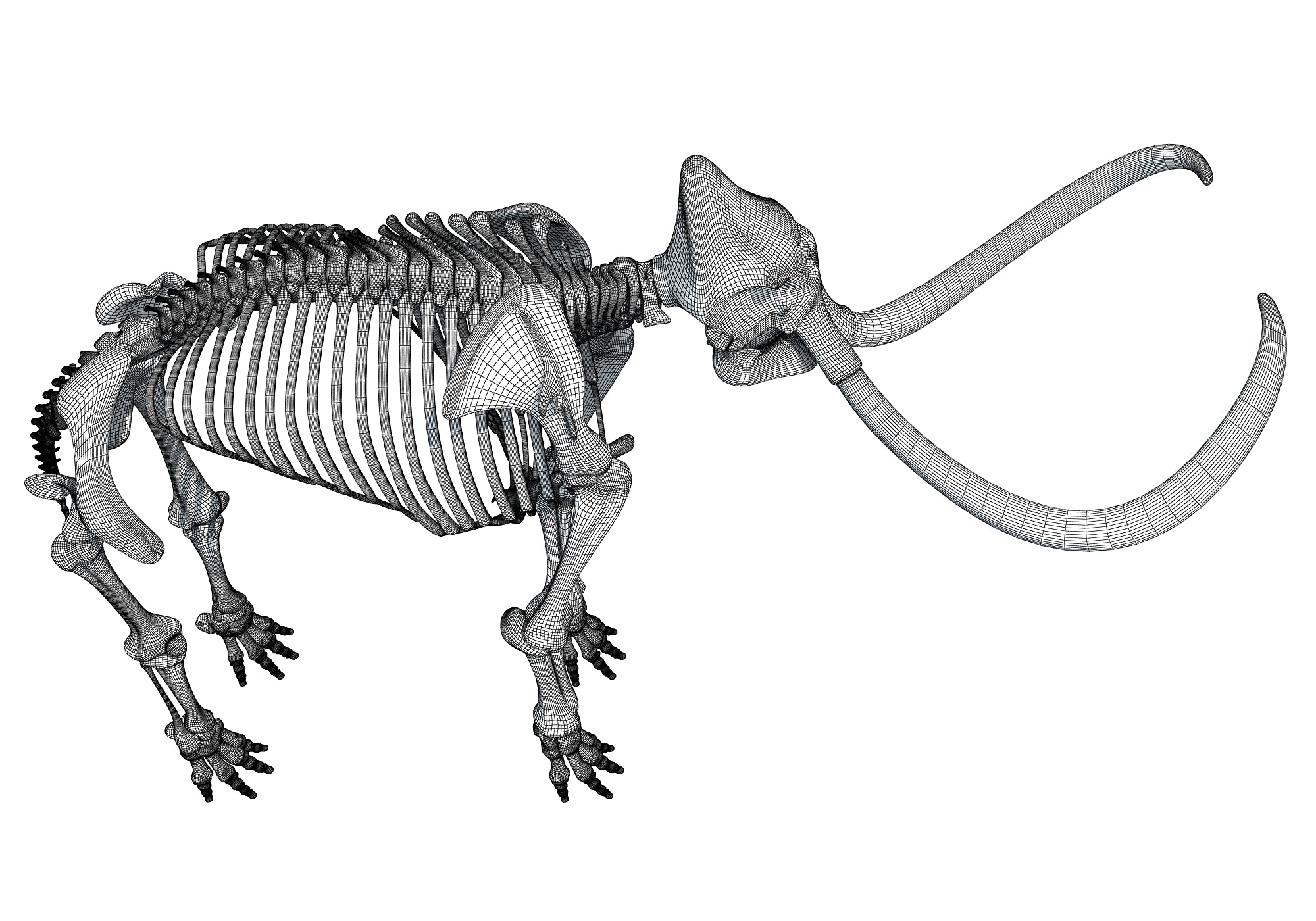 Mammoth Skeleton 3D Model