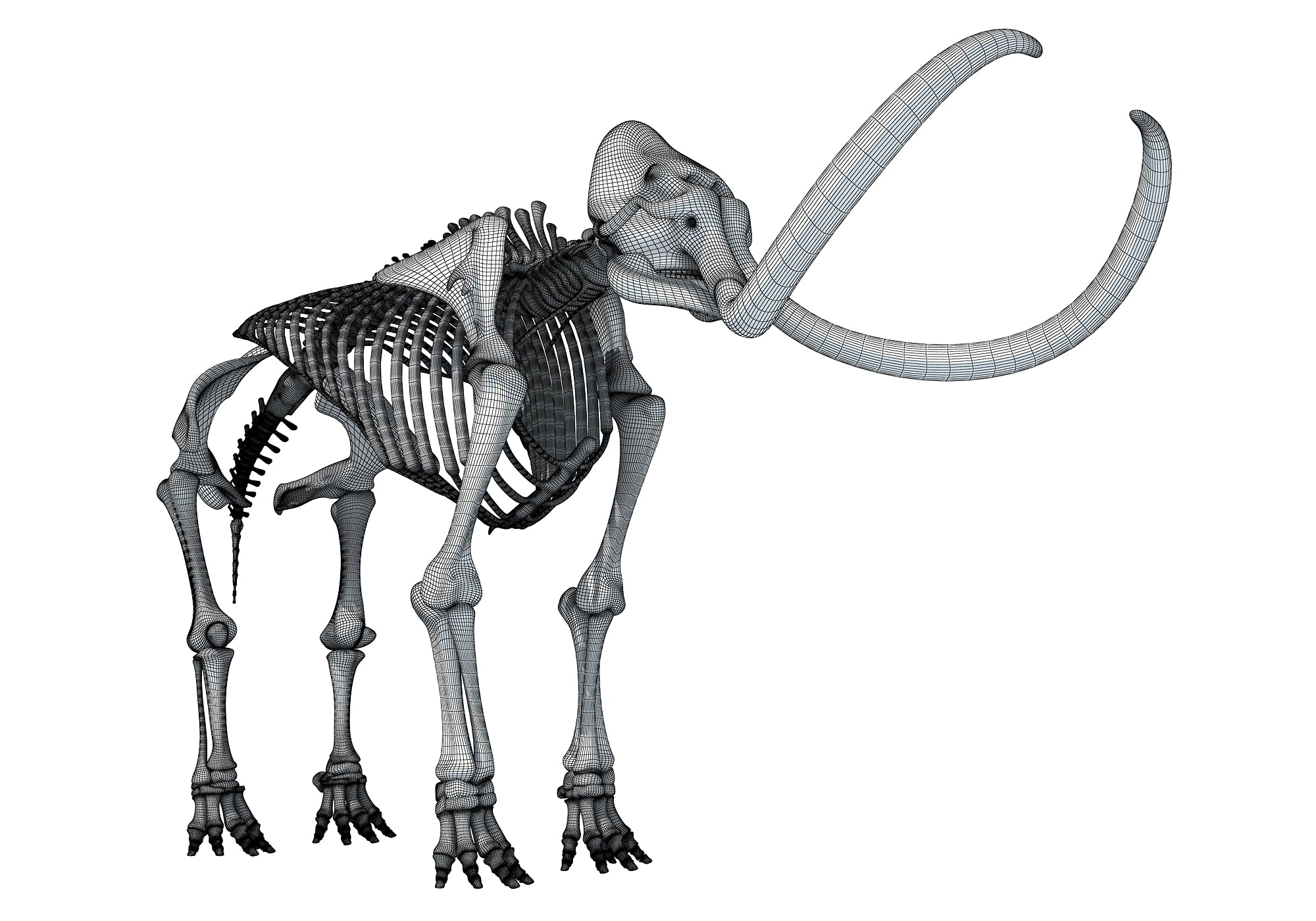 Mammoth Skeleton 3D Model