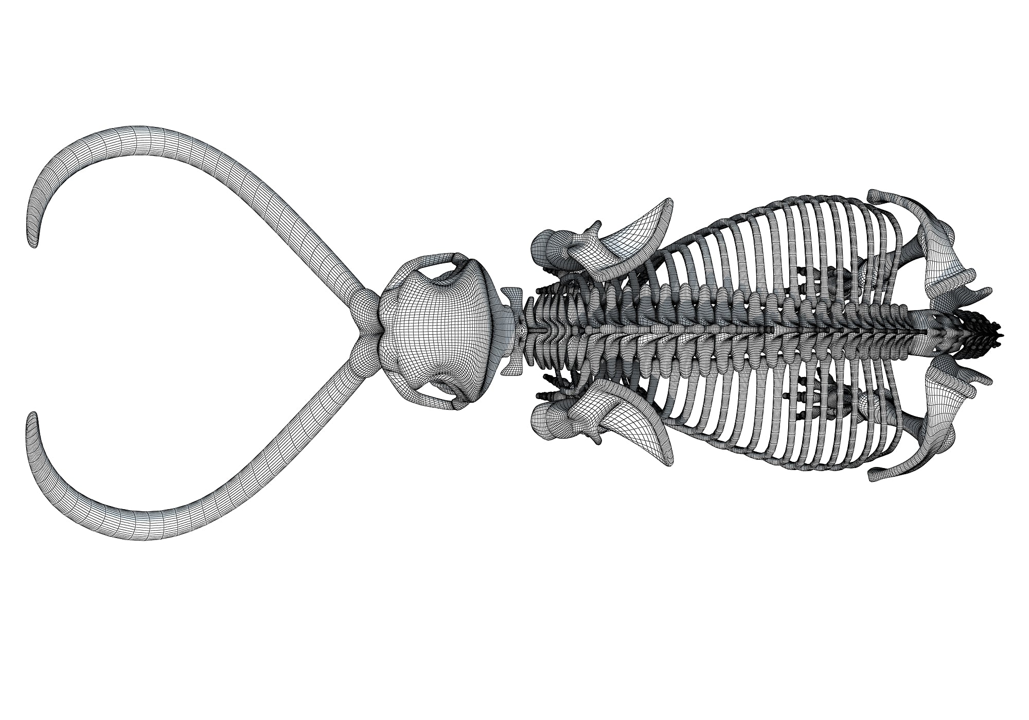 Mammoth Skeleton 3D Model