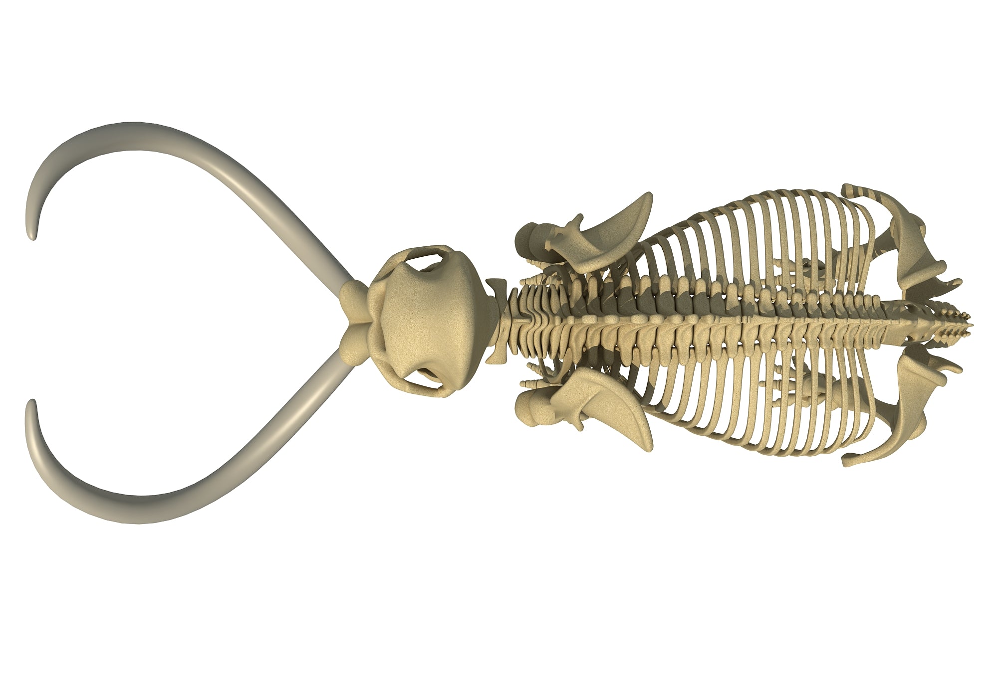 Mammoth Skeleton