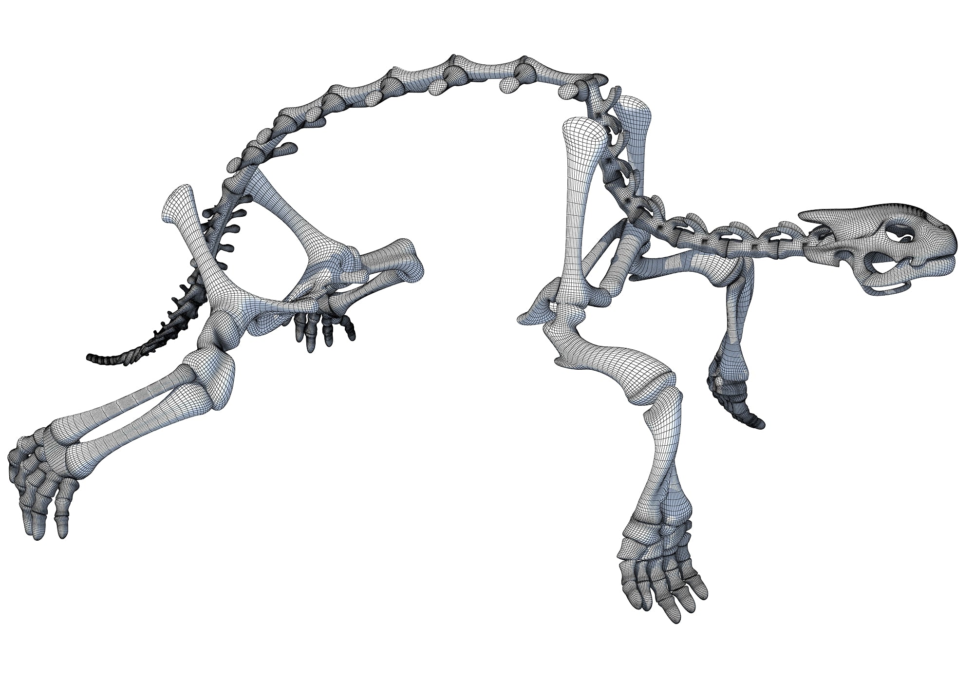 Turtle Skeleton 3D Model