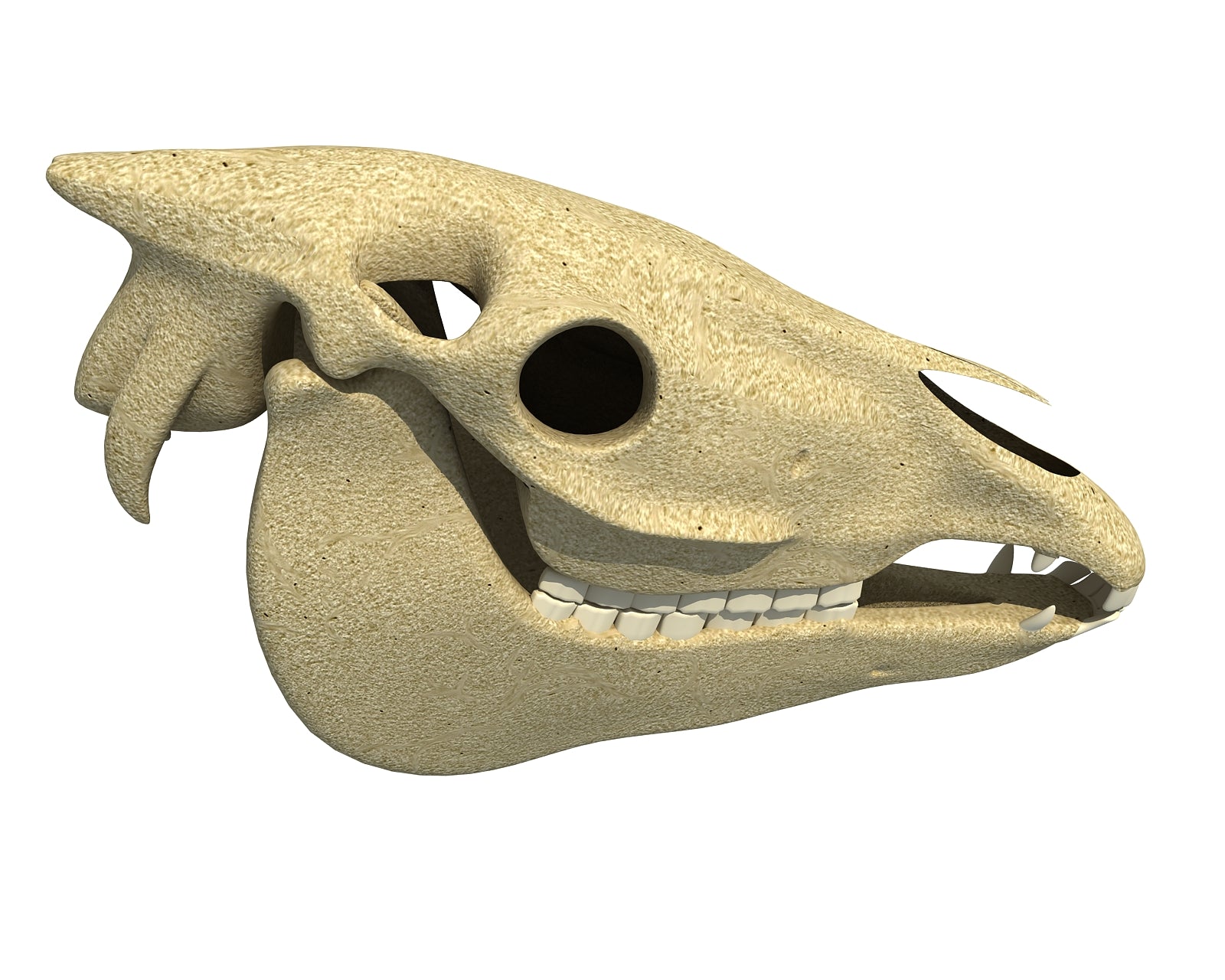 Donkey Skull 3D Model