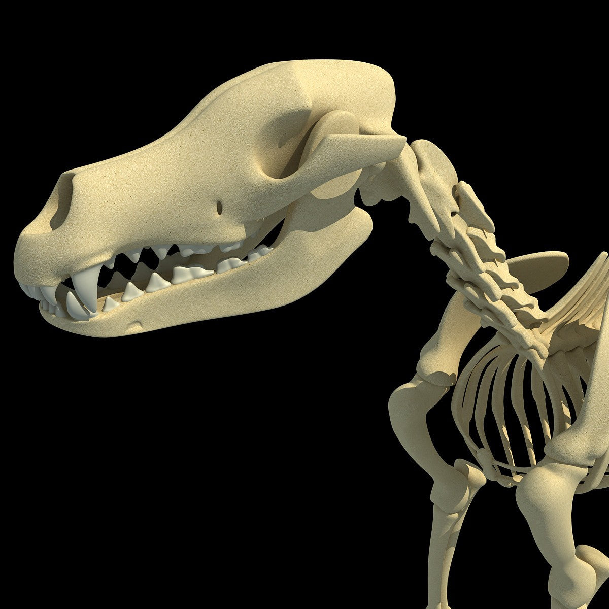3D Animal Skeletons Models