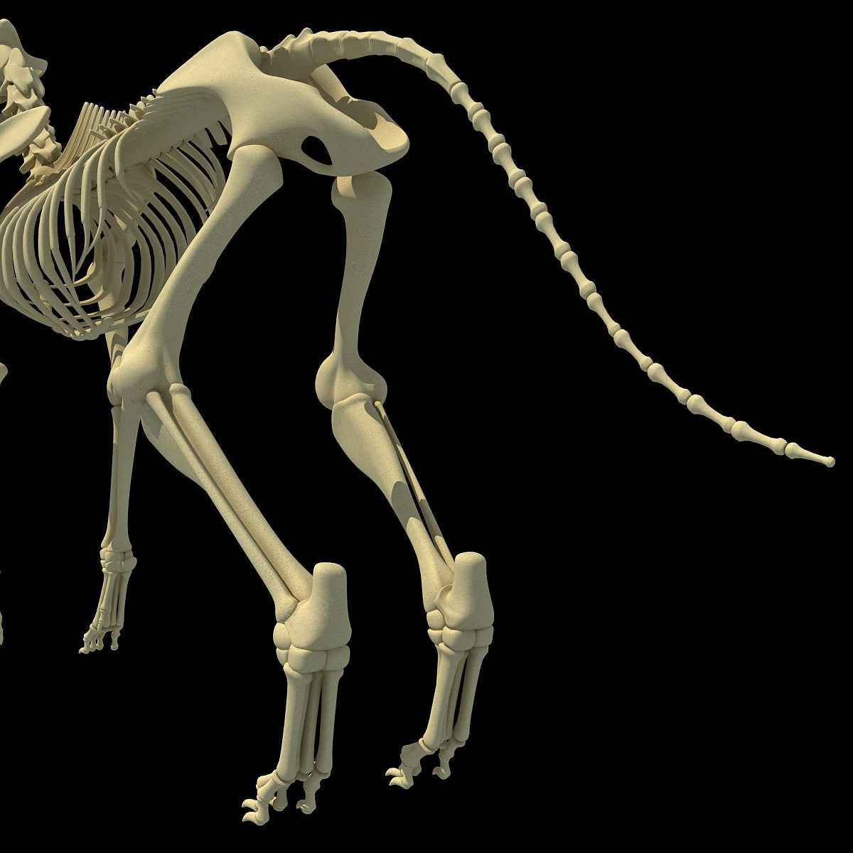3D Animal Skeletons Models
