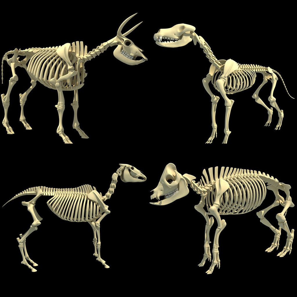 3D Animal Skeletons Models