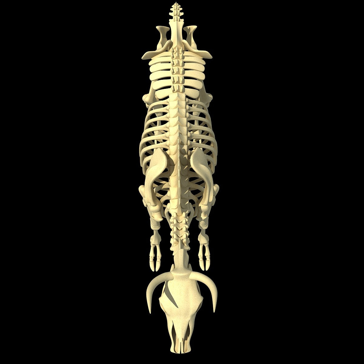 Cow Skeleton