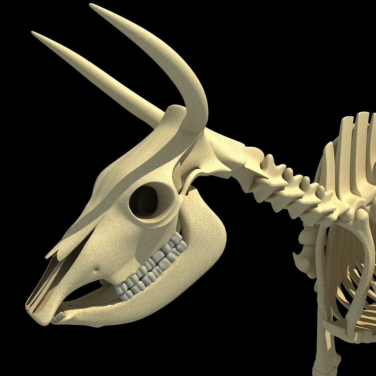 Cow Skeleton