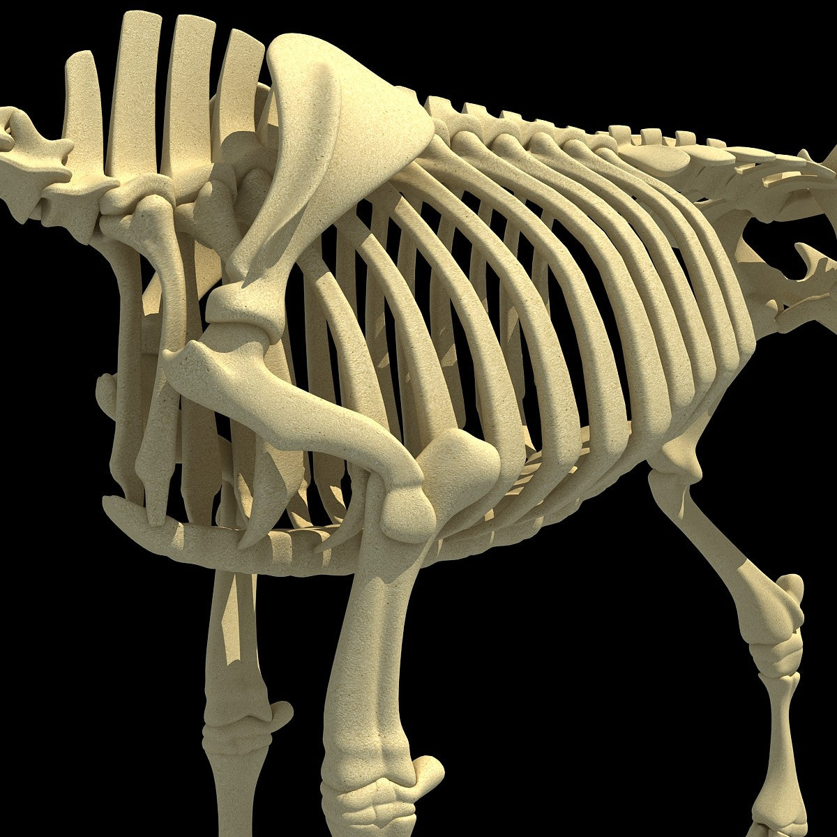 Cow Skeleton