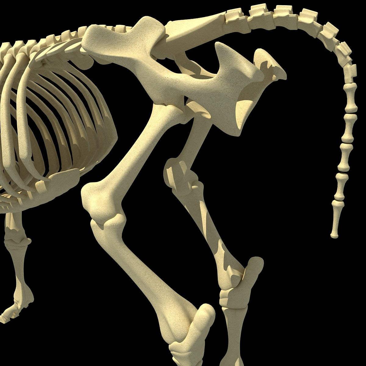 Cow Skeleton