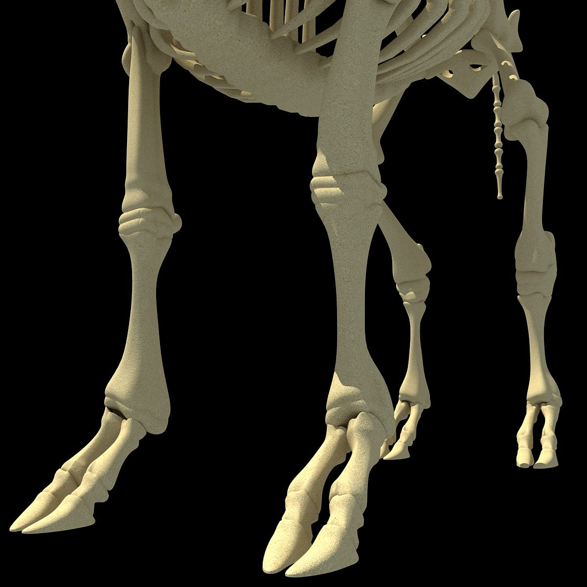 Cow Skeleton