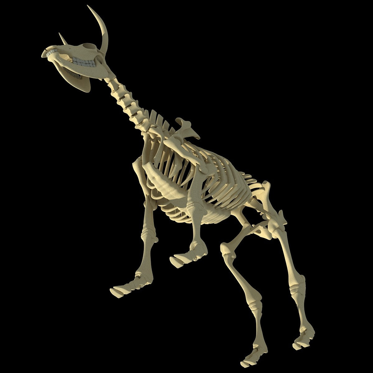 Cow Skeleton