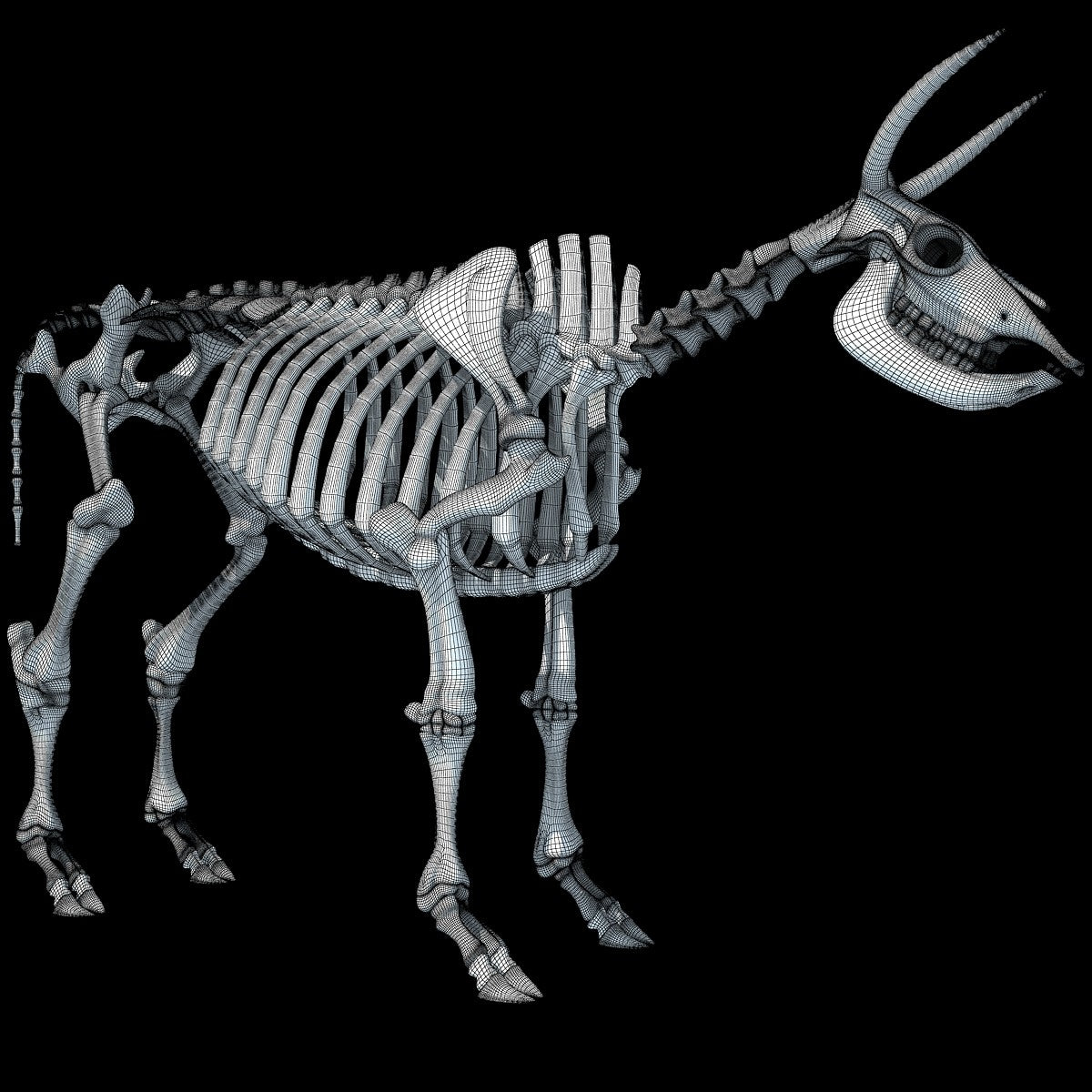 Cow Skeleton