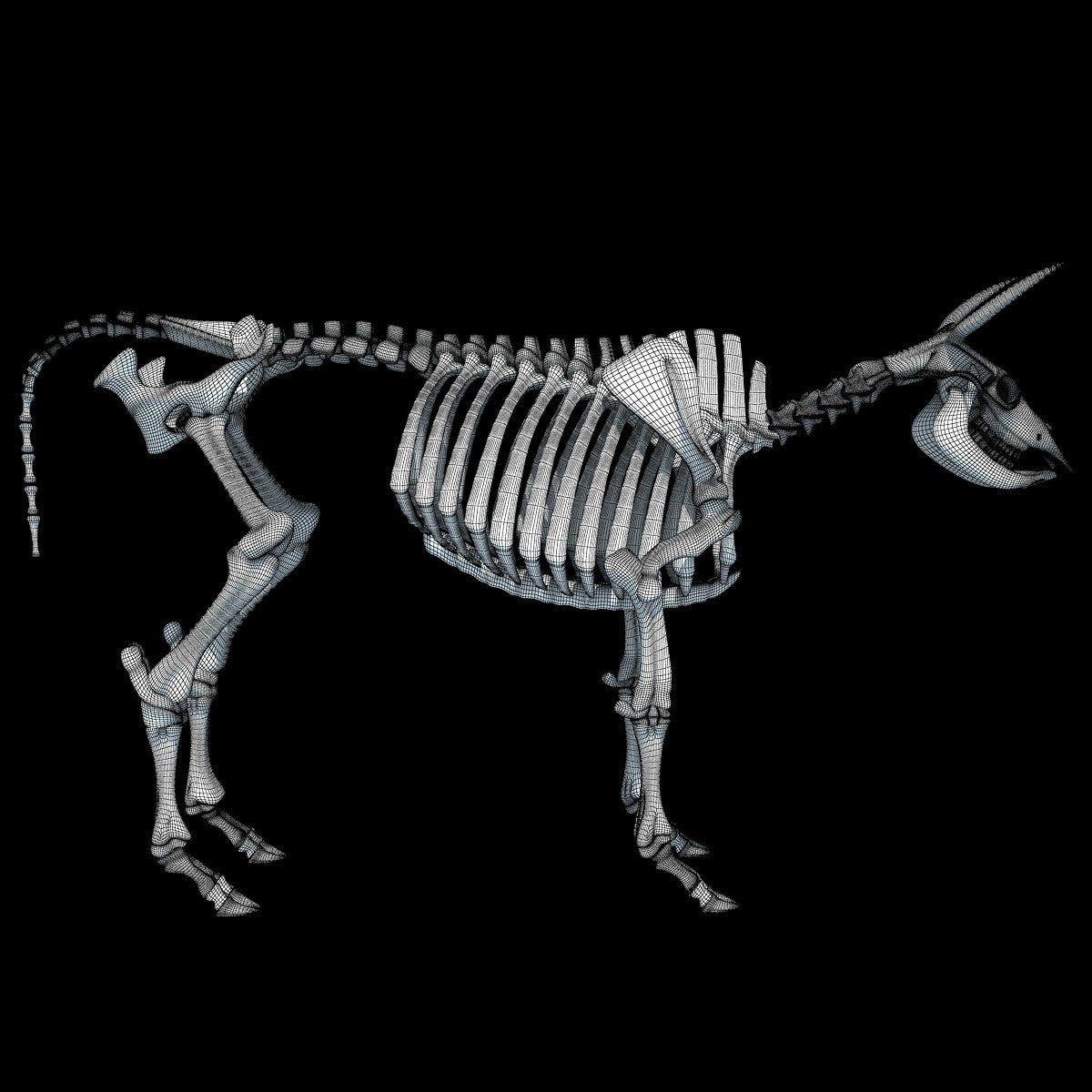 Cow Skeleton 3D Model