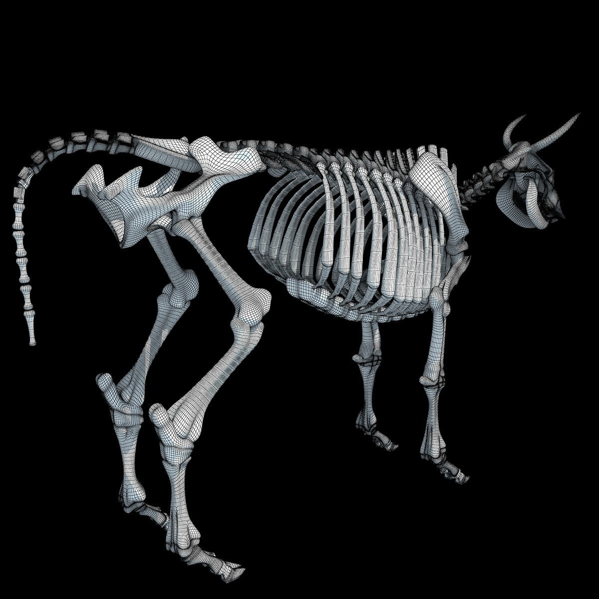 Cow Skeleton 3D Model