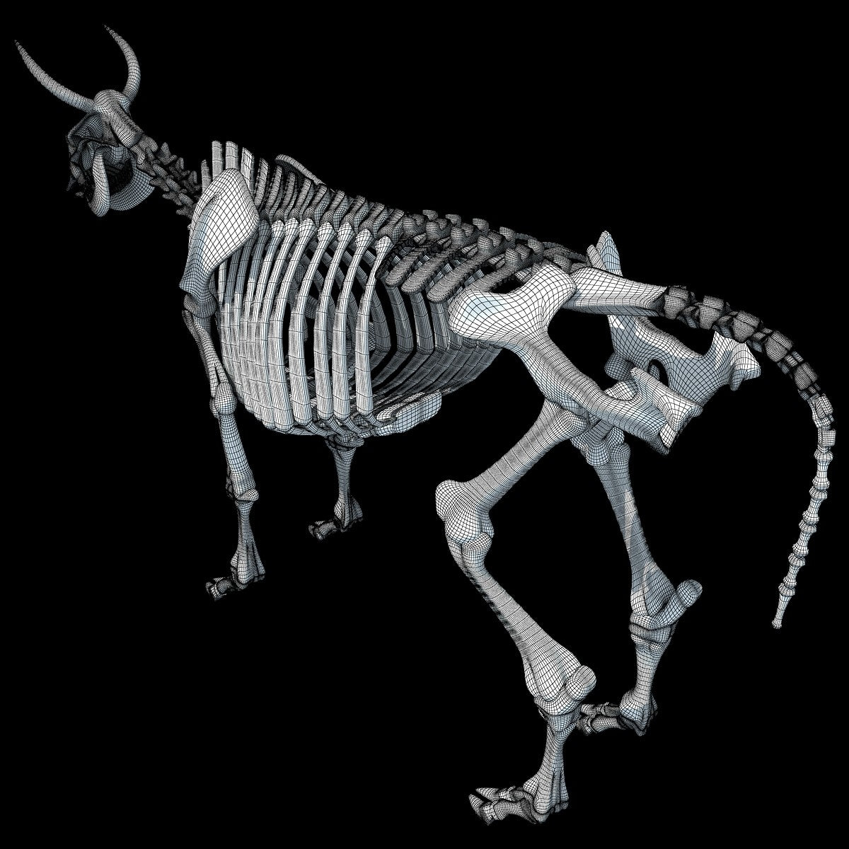 Cow Skeleton 3D Model