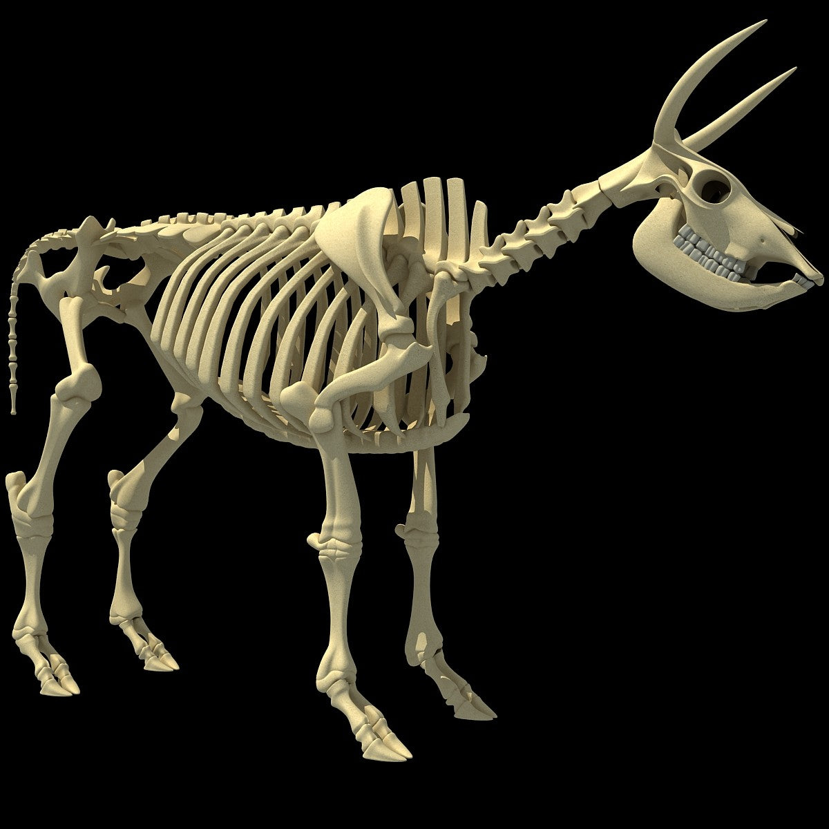 Cow Skeleton