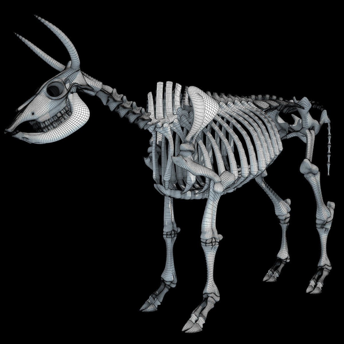 Cow Skeleton 3D Model