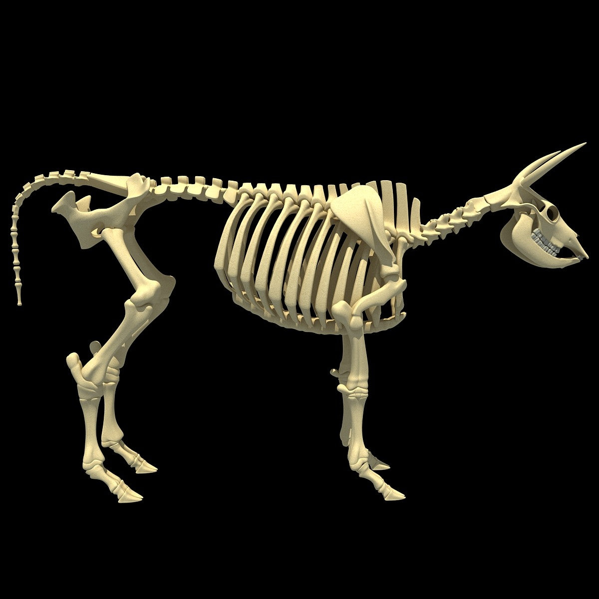 Cow Skeleton