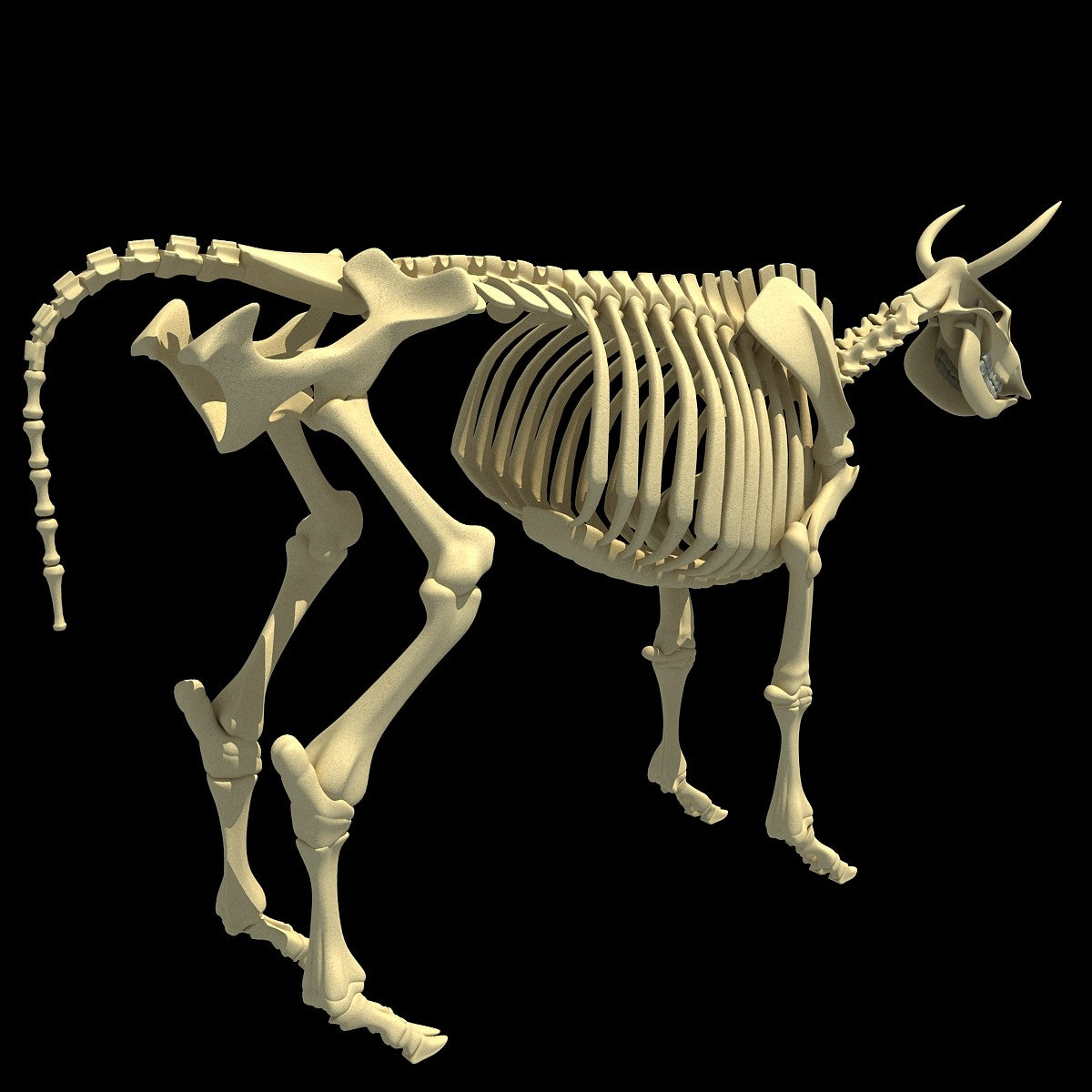 Cow Skeleton