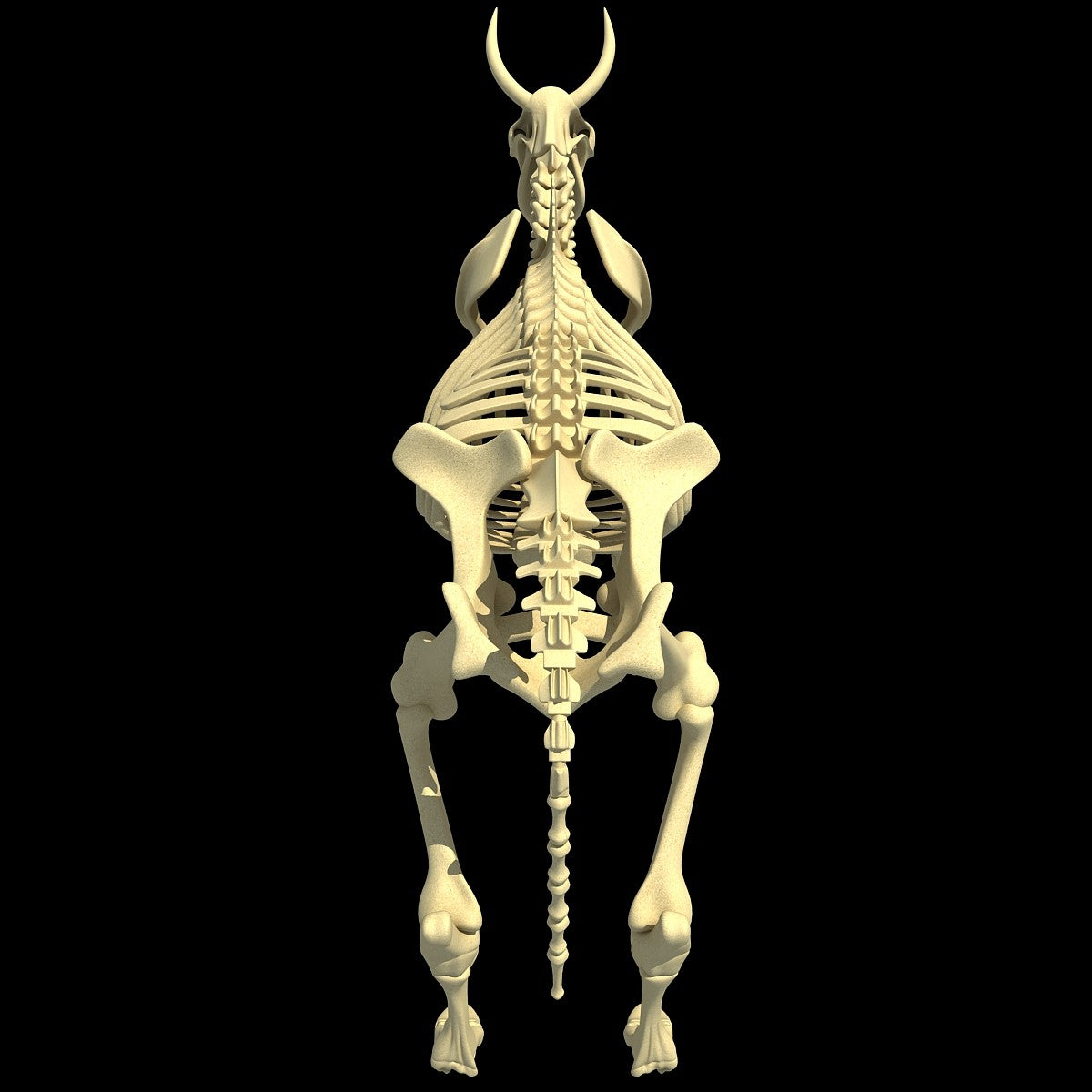 Cow Skeleton