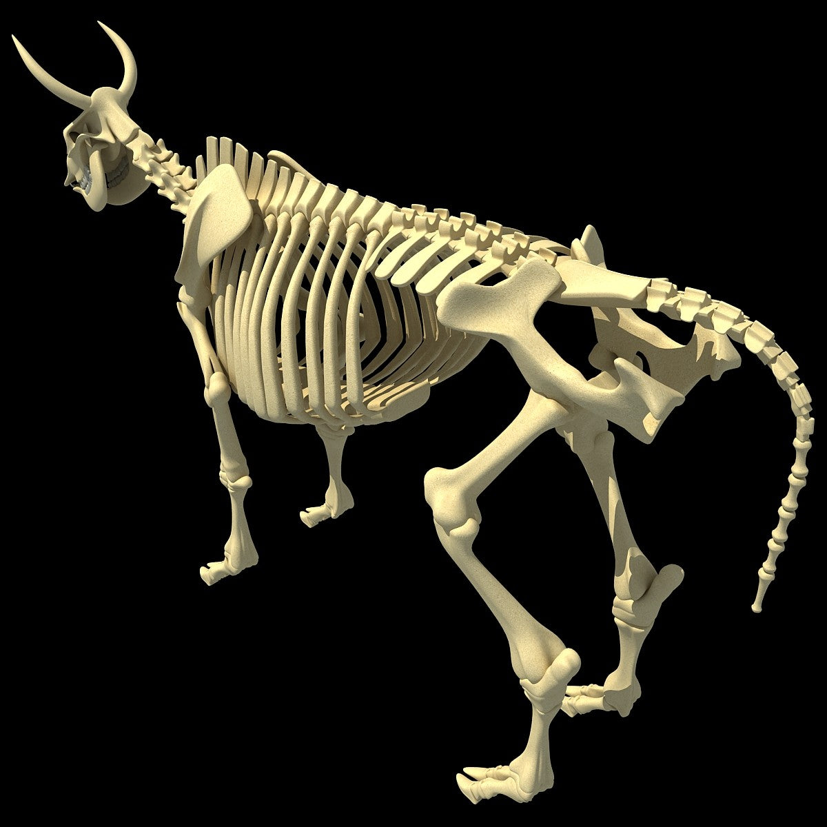 Cow Skeleton