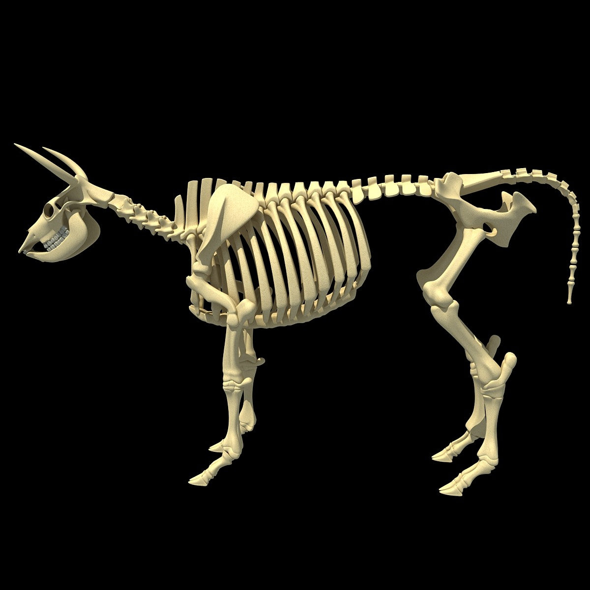 Cow Skeleton