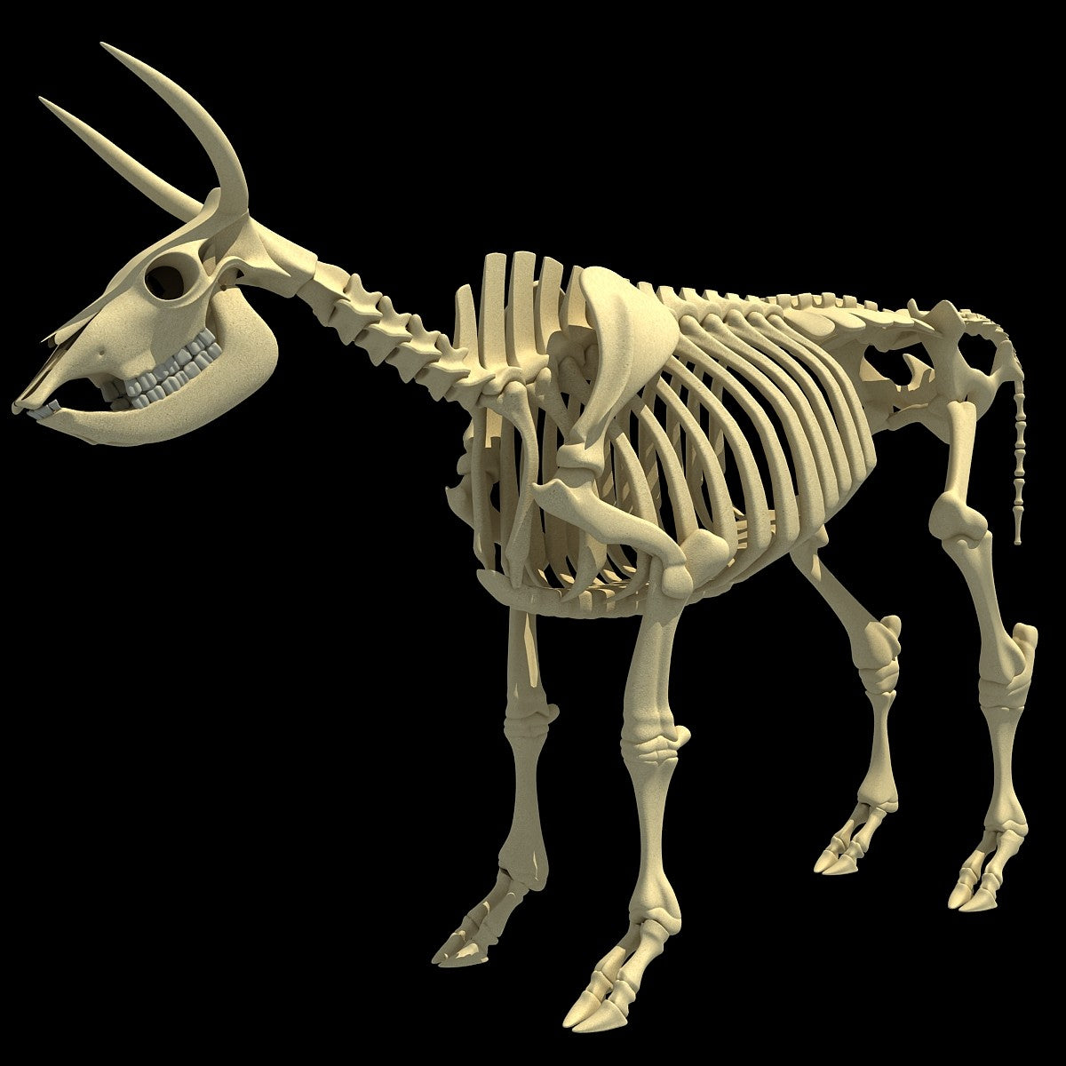 Cow Skeleton